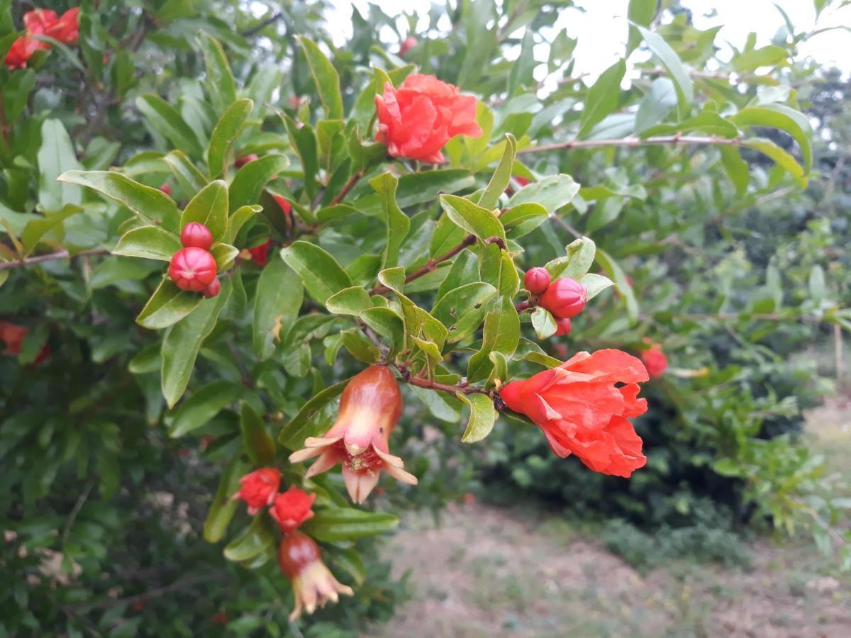 באניולה Vito & Maria Eco Friendly Accommodation מראה חיצוני תמונה