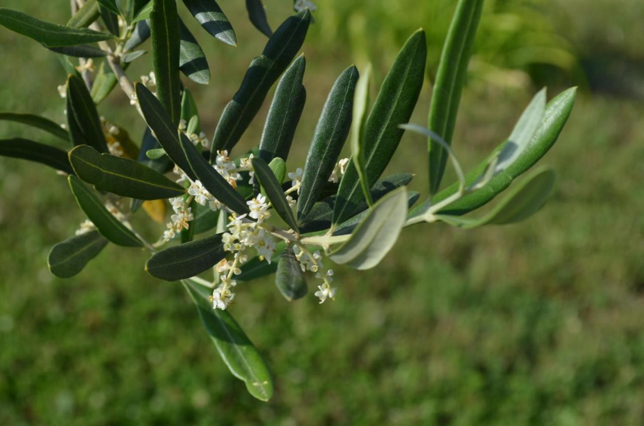 באניולה Vito & Maria Eco Friendly Accommodation מראה חיצוני תמונה